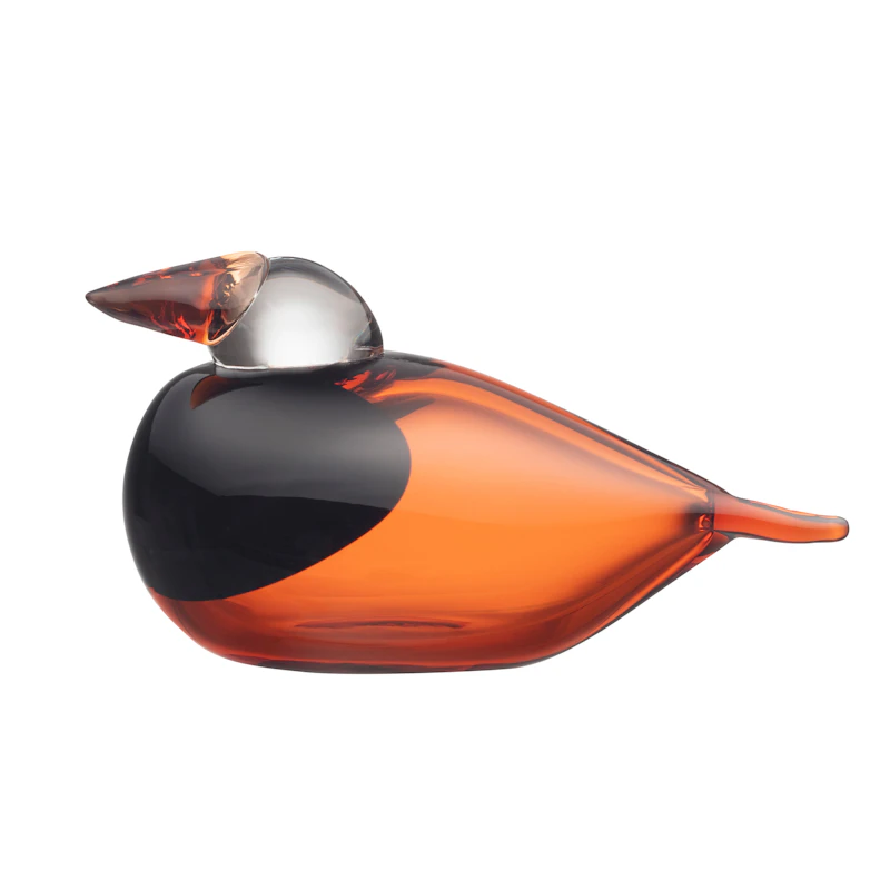 Königinnenfischer, Orange